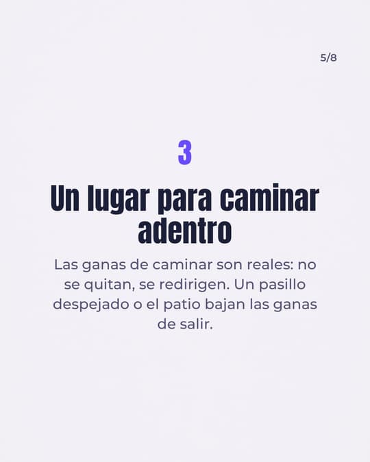 Lámina 5
